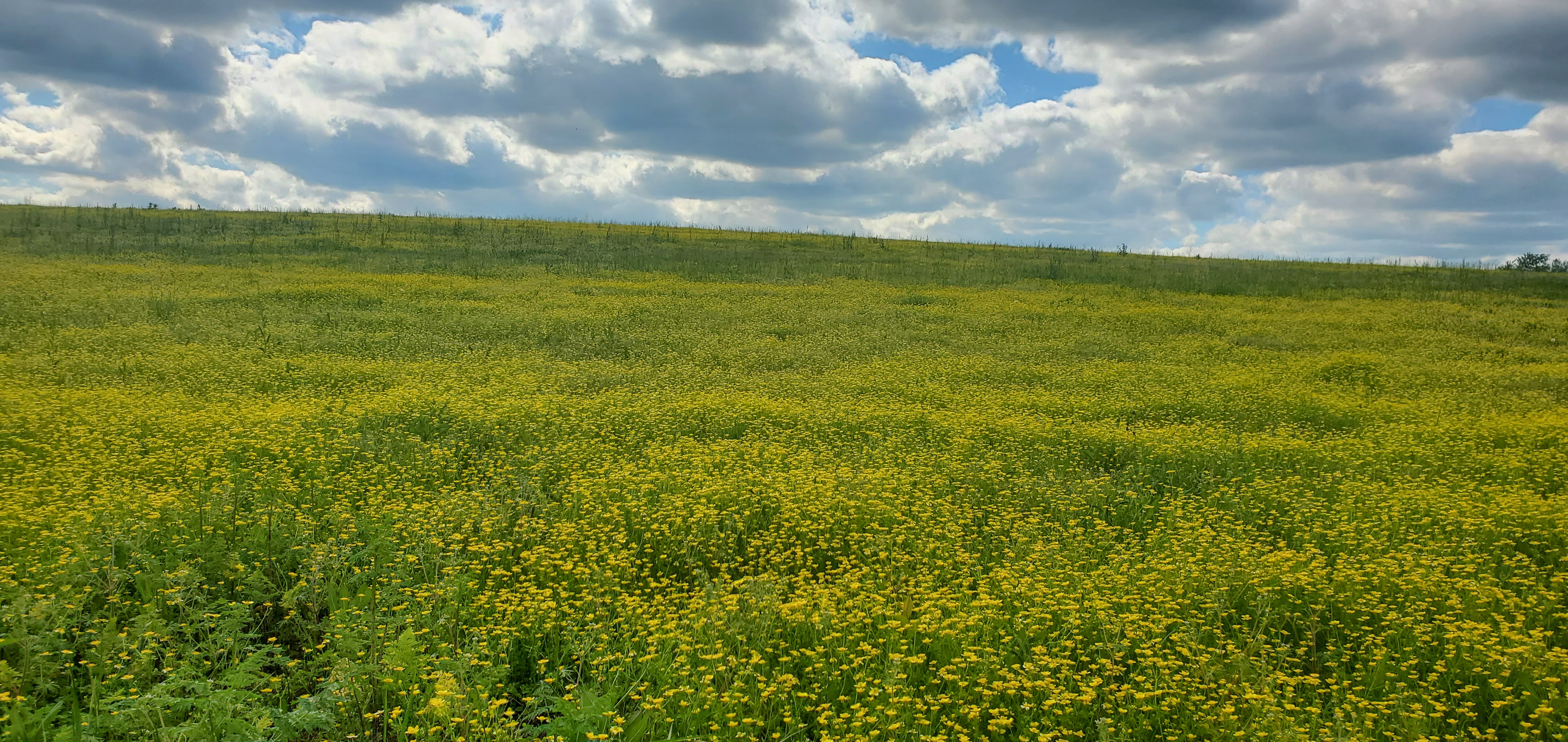 image of beautiful, yellow flowers in a field